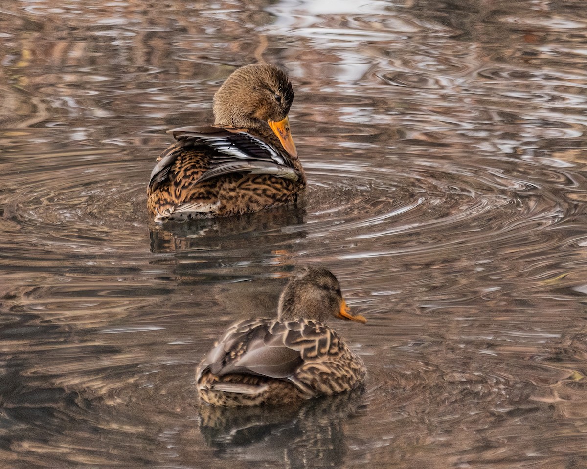 Mallard - ML635529171