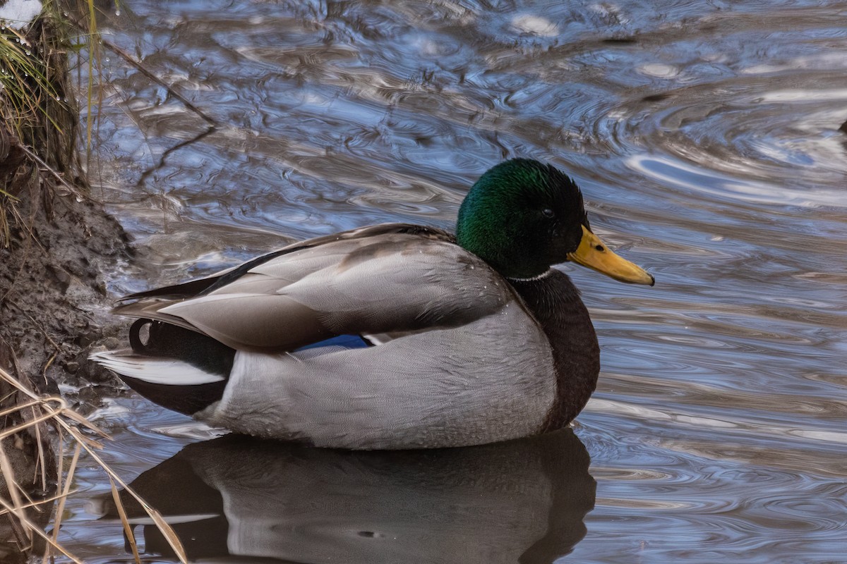 Mallard - ML635529172