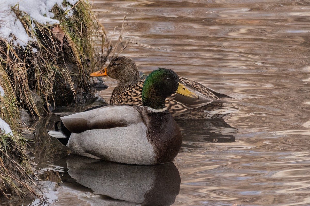 Mallard - ML635529173