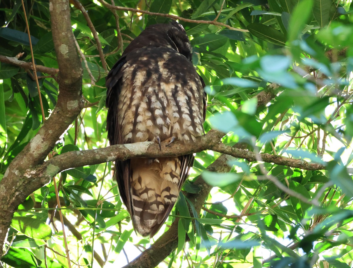Stygian Owl - ML635529174