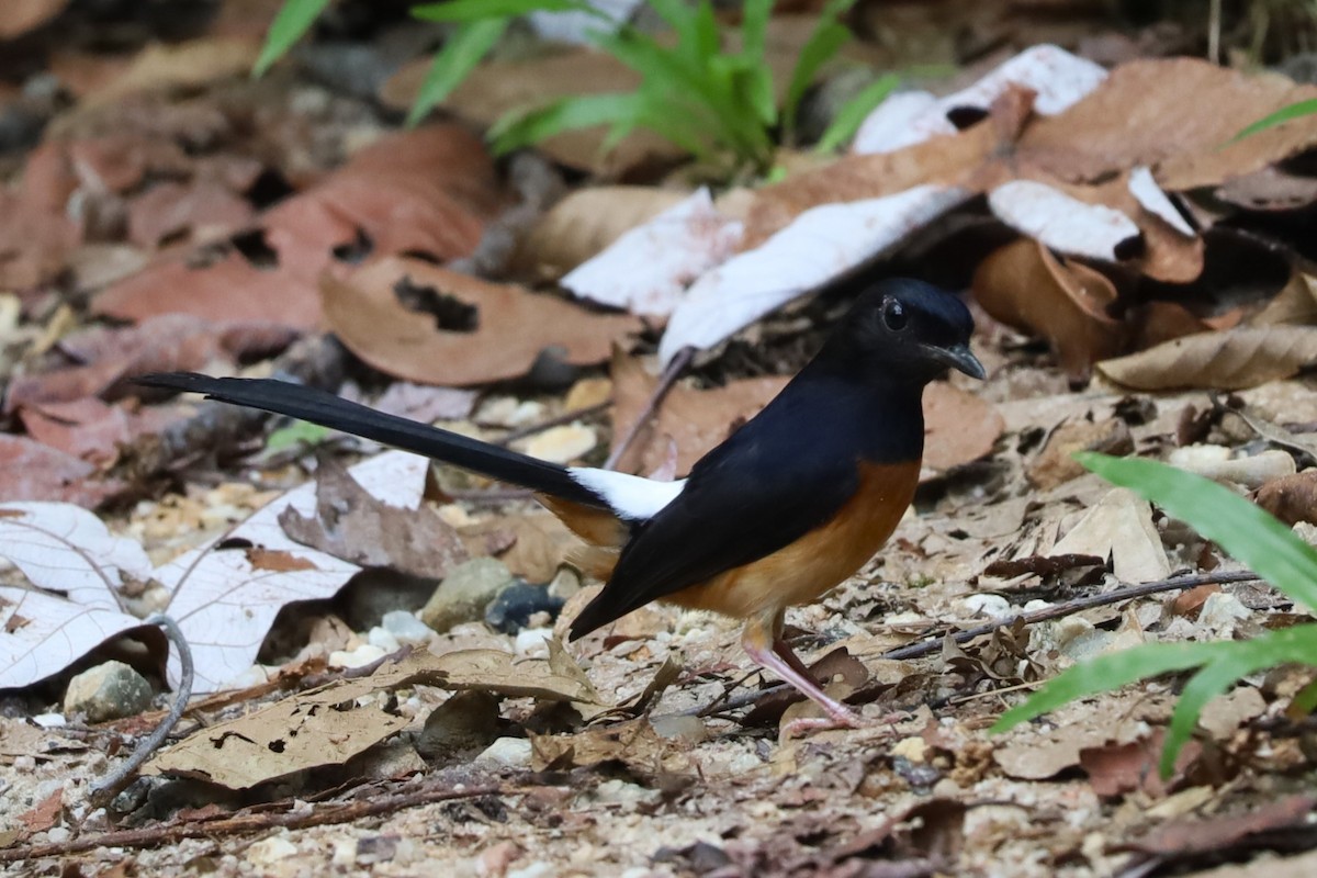 White-rumped Shama - ML635529176