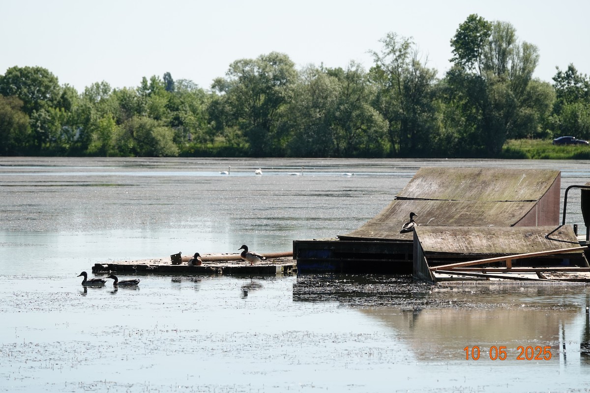 Mallard - ML635529178