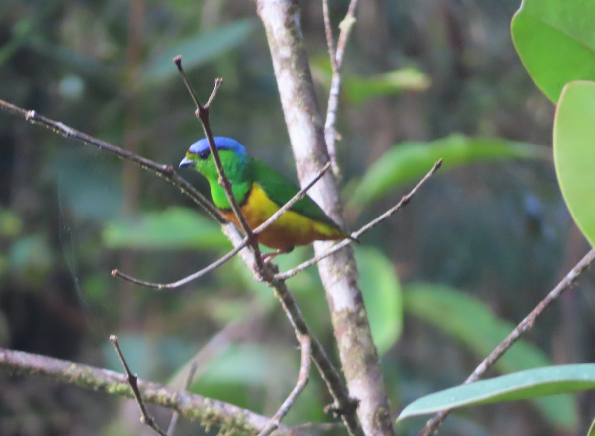 Chestnut-breasted Chlorophonia - ML635529179