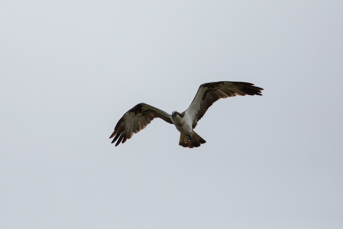 Osprey - ML635529180