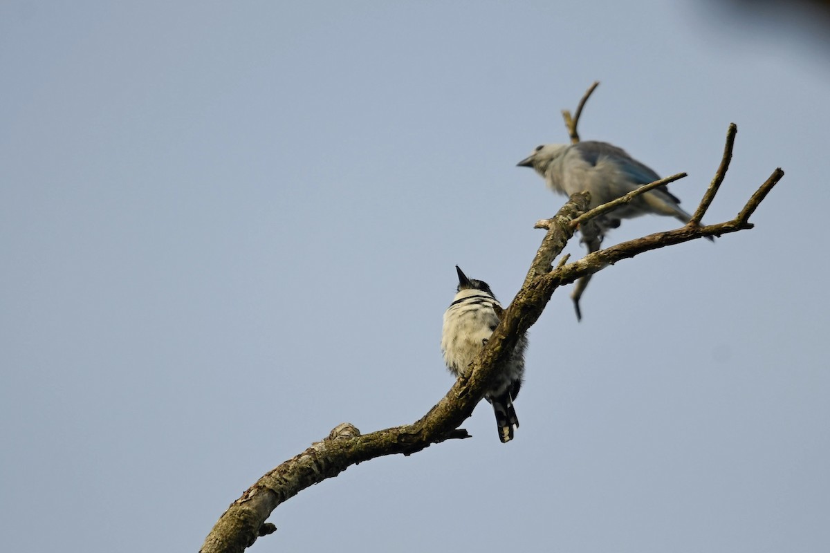Pied Puffbird - ML635529181