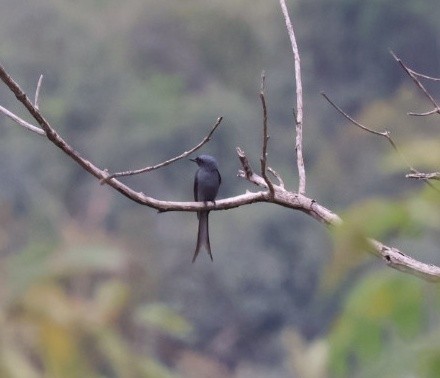 Ashy Drongo - ML635529182