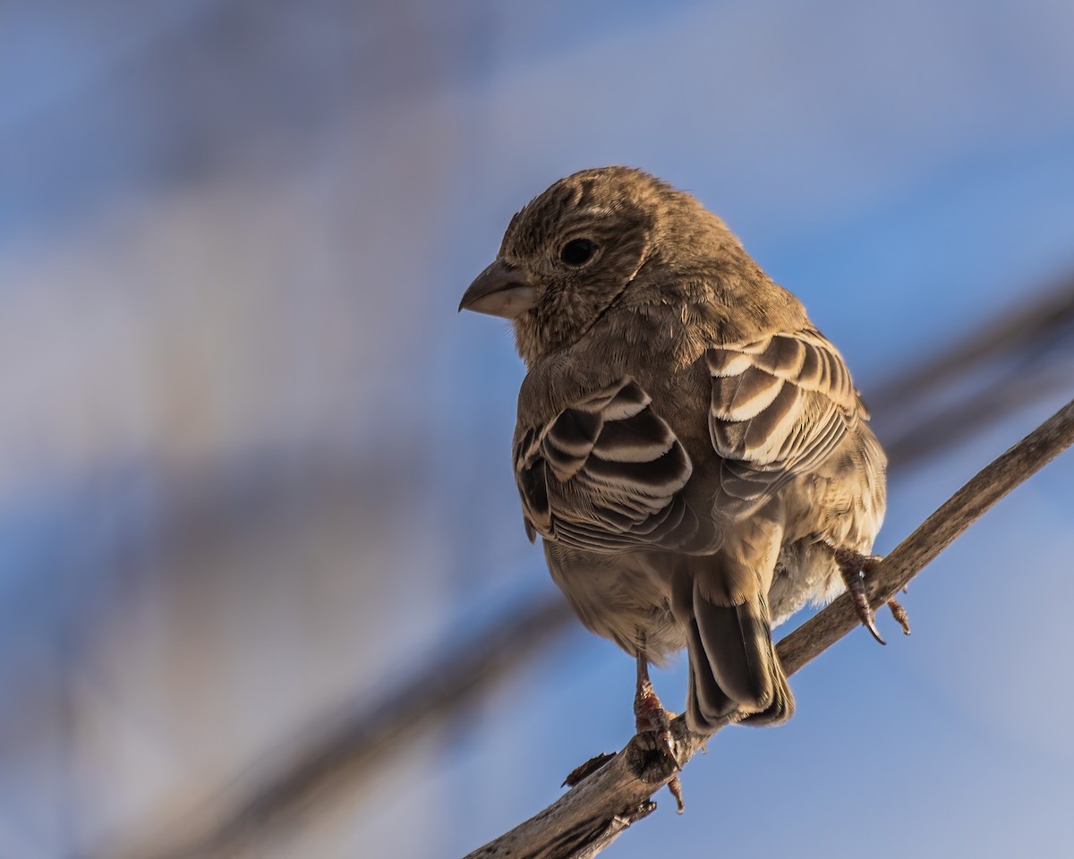 House Finch - ML635529183