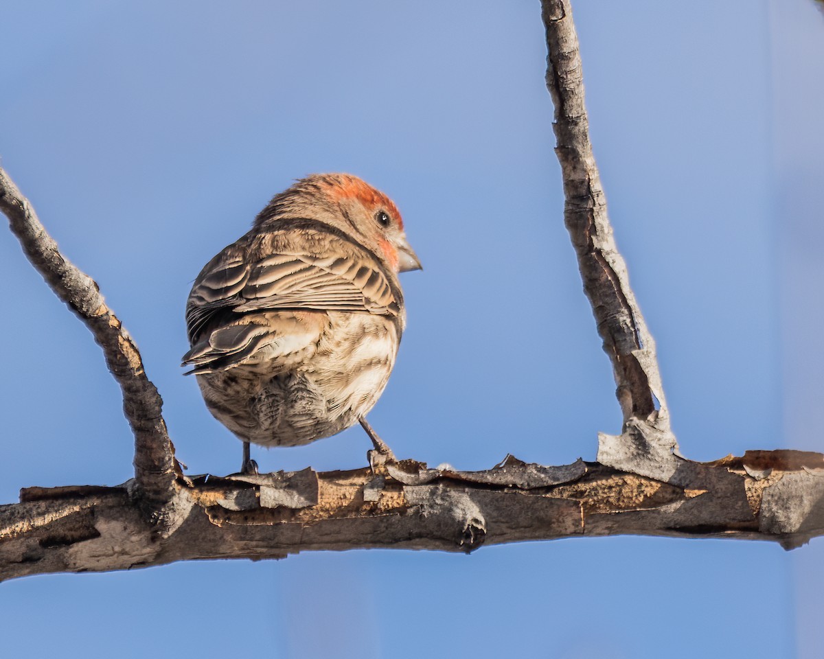 House Finch - ML635529184