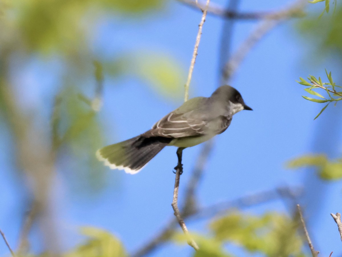 Eastern Kingbird - ML635529186
