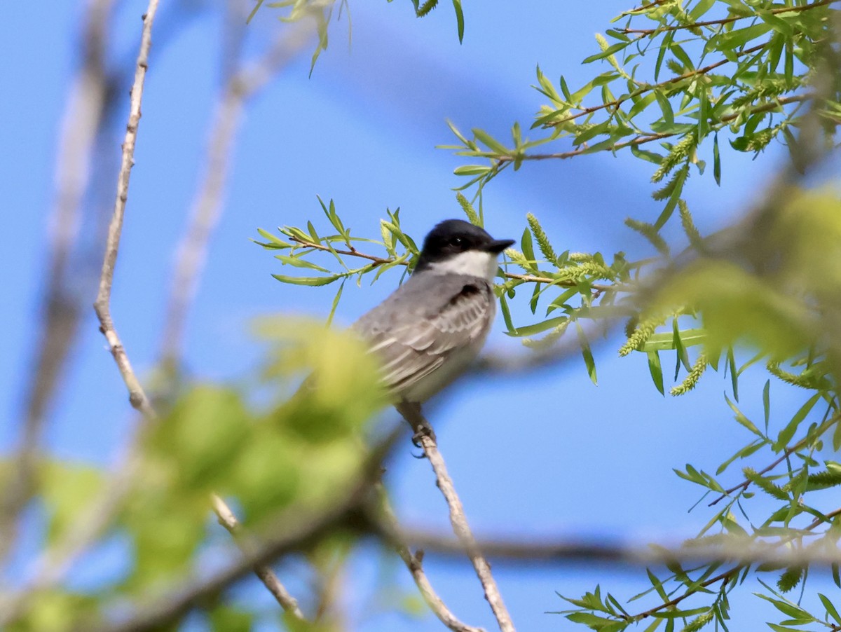 Eastern Kingbird - ML635529187