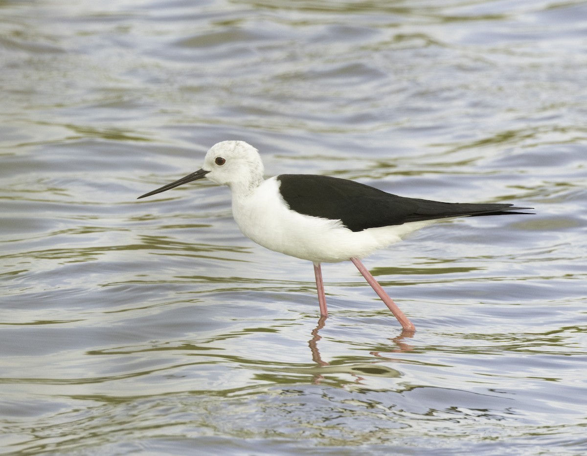 Black-winged Stilt - ML635529189