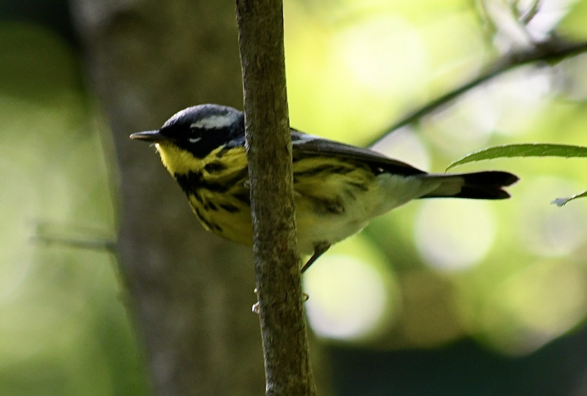 Magnolia Warbler - ML635529190