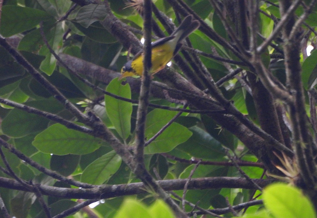 Canada Warbler - ML635529191