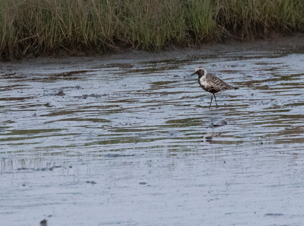 Black-bellied Plover - ML635529192