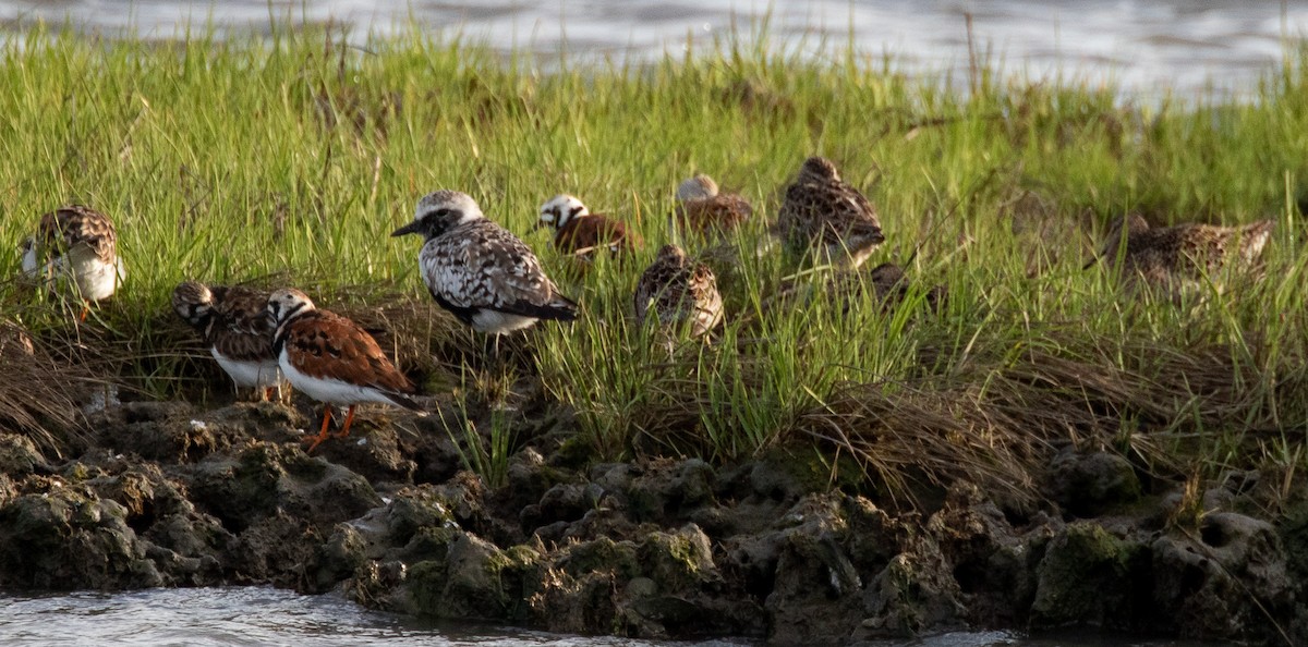Black-bellied Plover - ML635529193