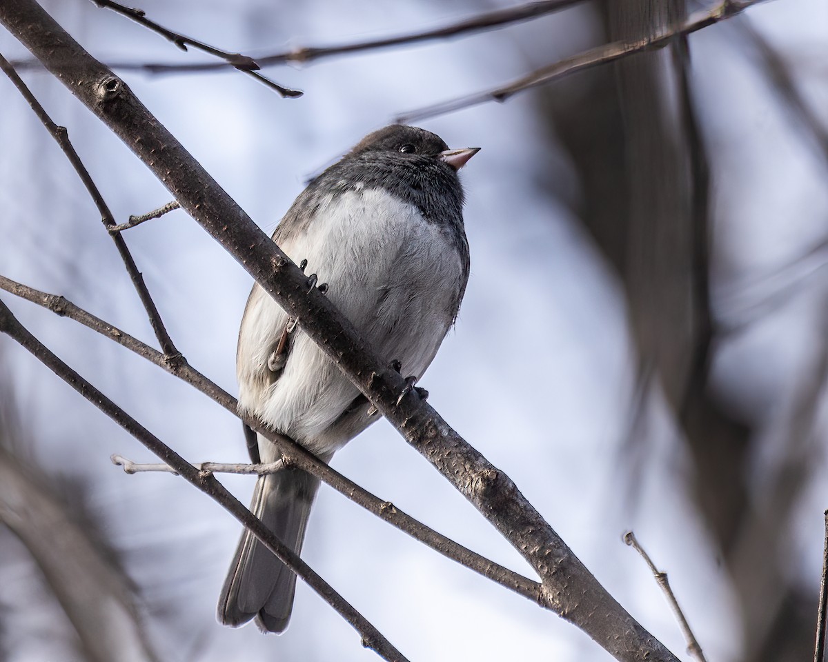 Dark-eyed Junco - ML635529195