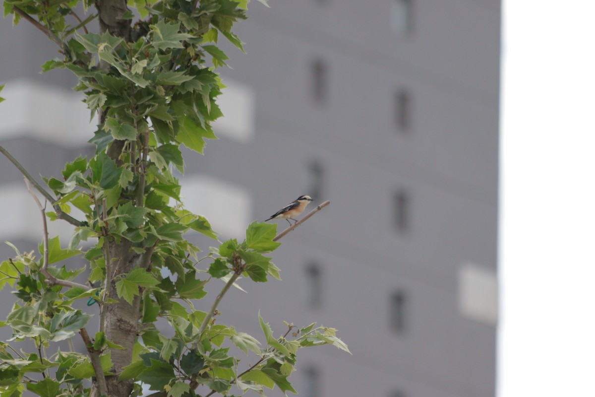 Masked Shrike - ML635529196