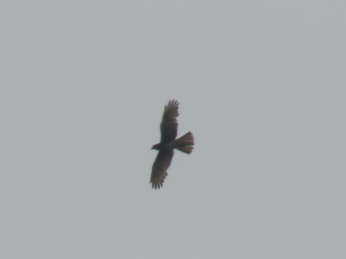 White-eyed Buzzard - ML635529197