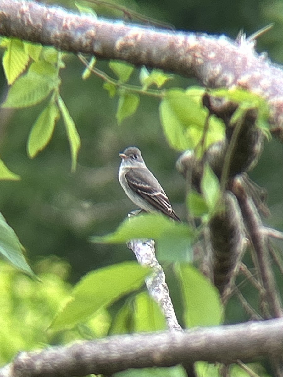 Eastern Wood-Pewee - ML635529198