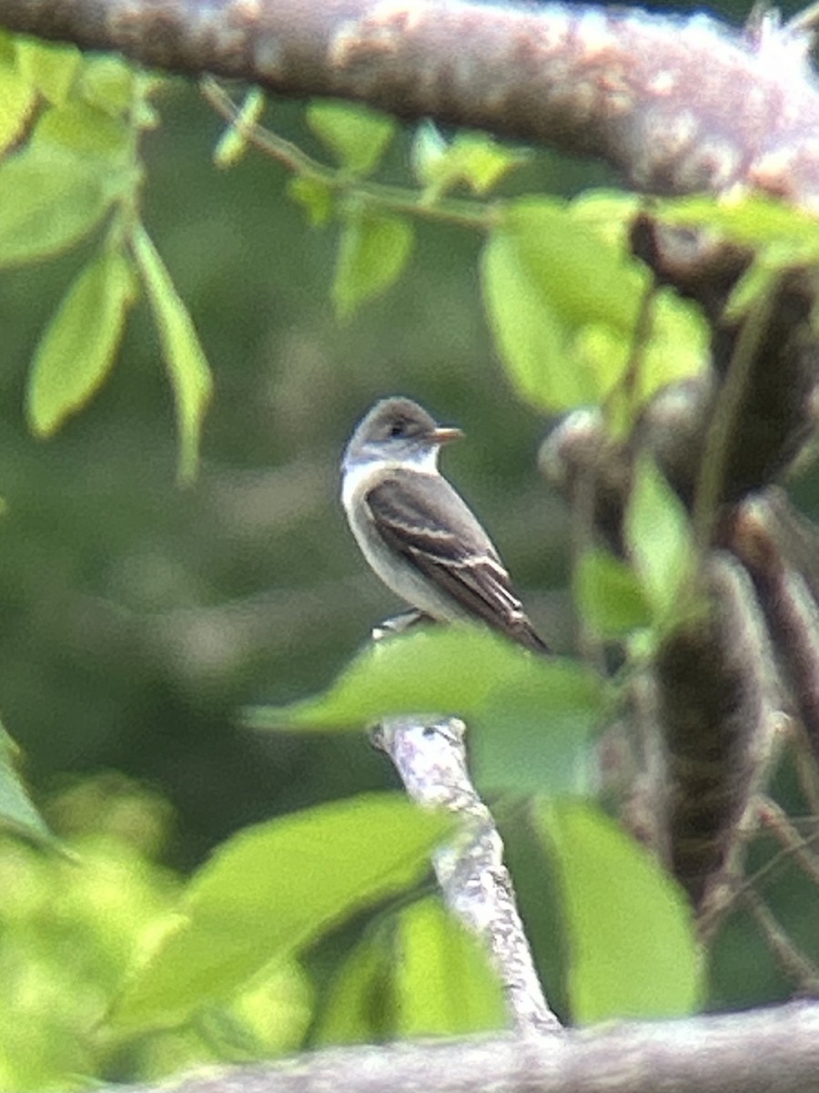 Eastern Wood-Pewee - ML635529199