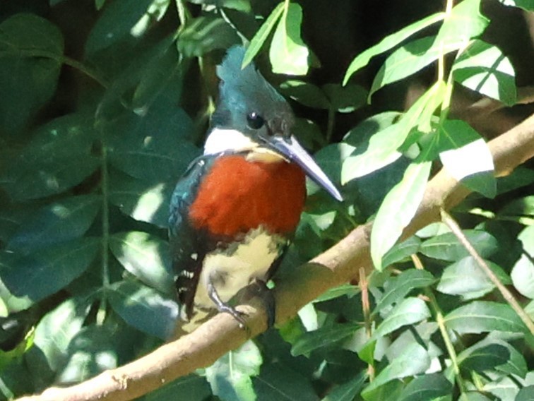 Green Kingfisher - ML635529200