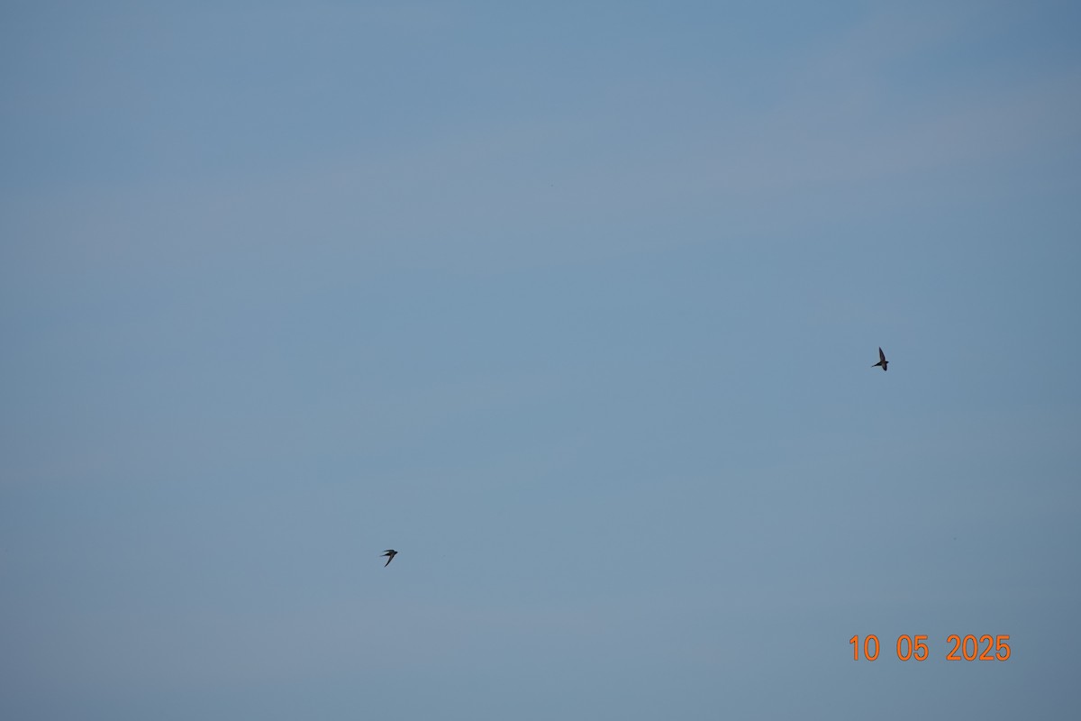 Common Swift - ML635529206