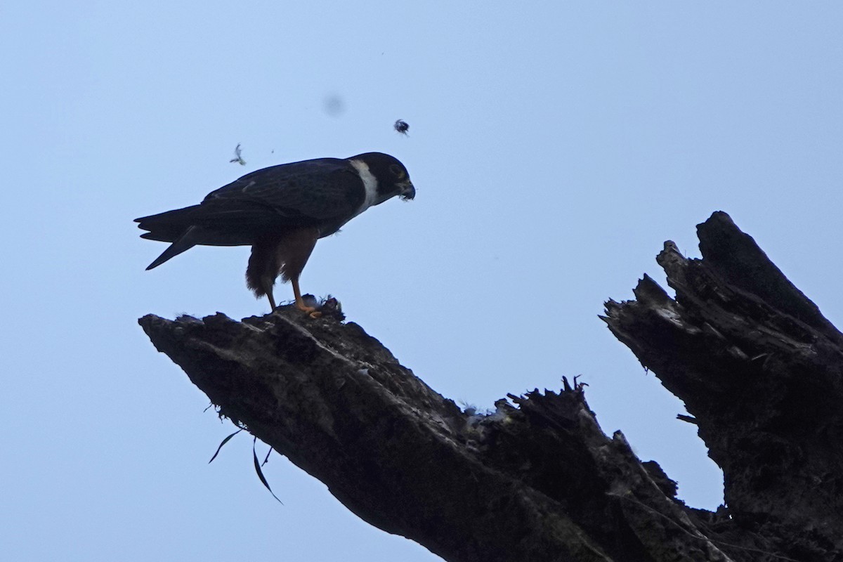 Bat Falcon - ML635529333