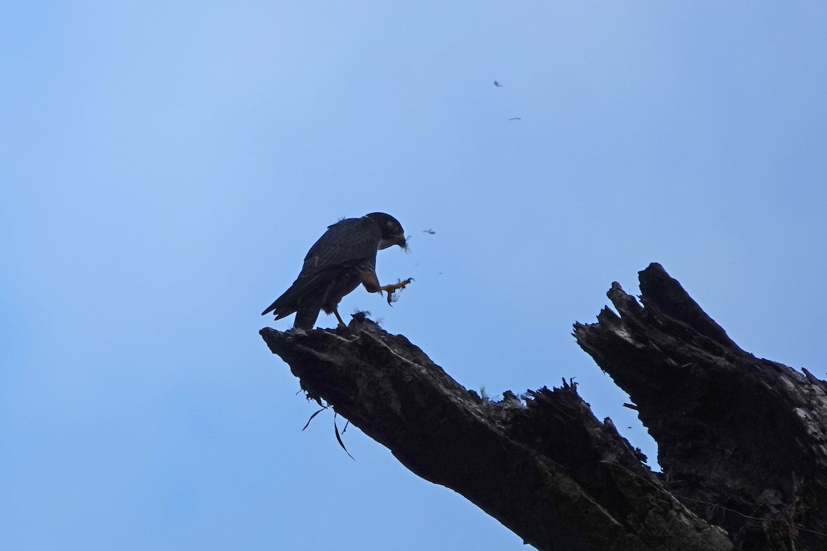 Bat Falcon - ML635529346
