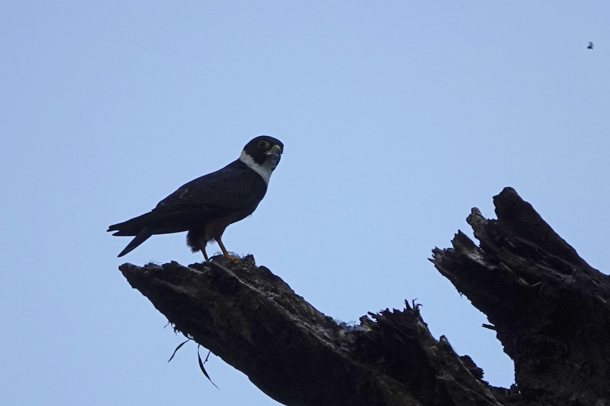 Bat Falcon - ML635529362