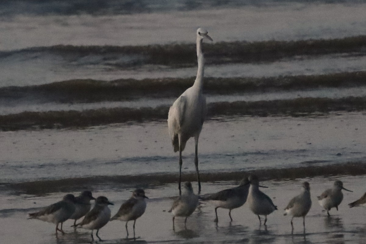 Chinese Egret - ML635529378