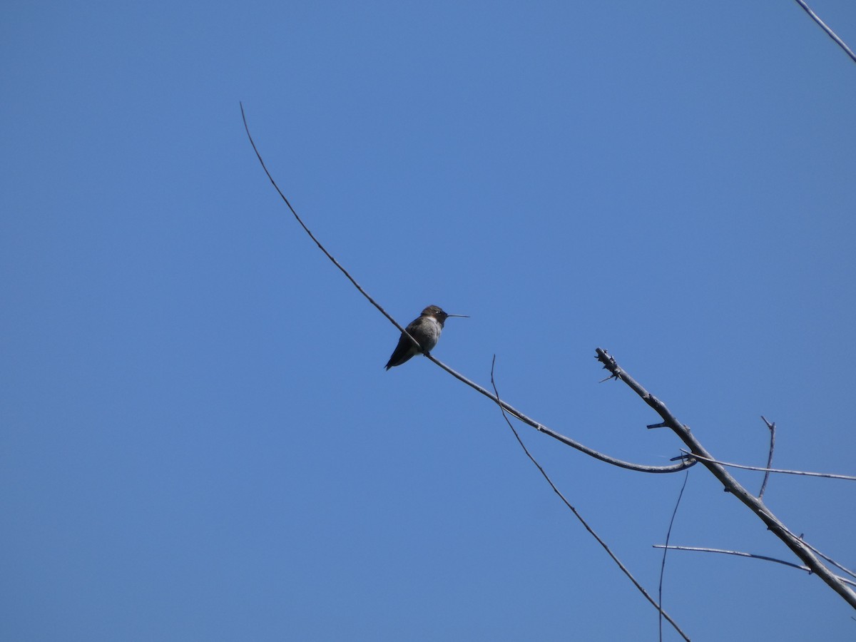 Black-chinned Hummingbird - ML635529386