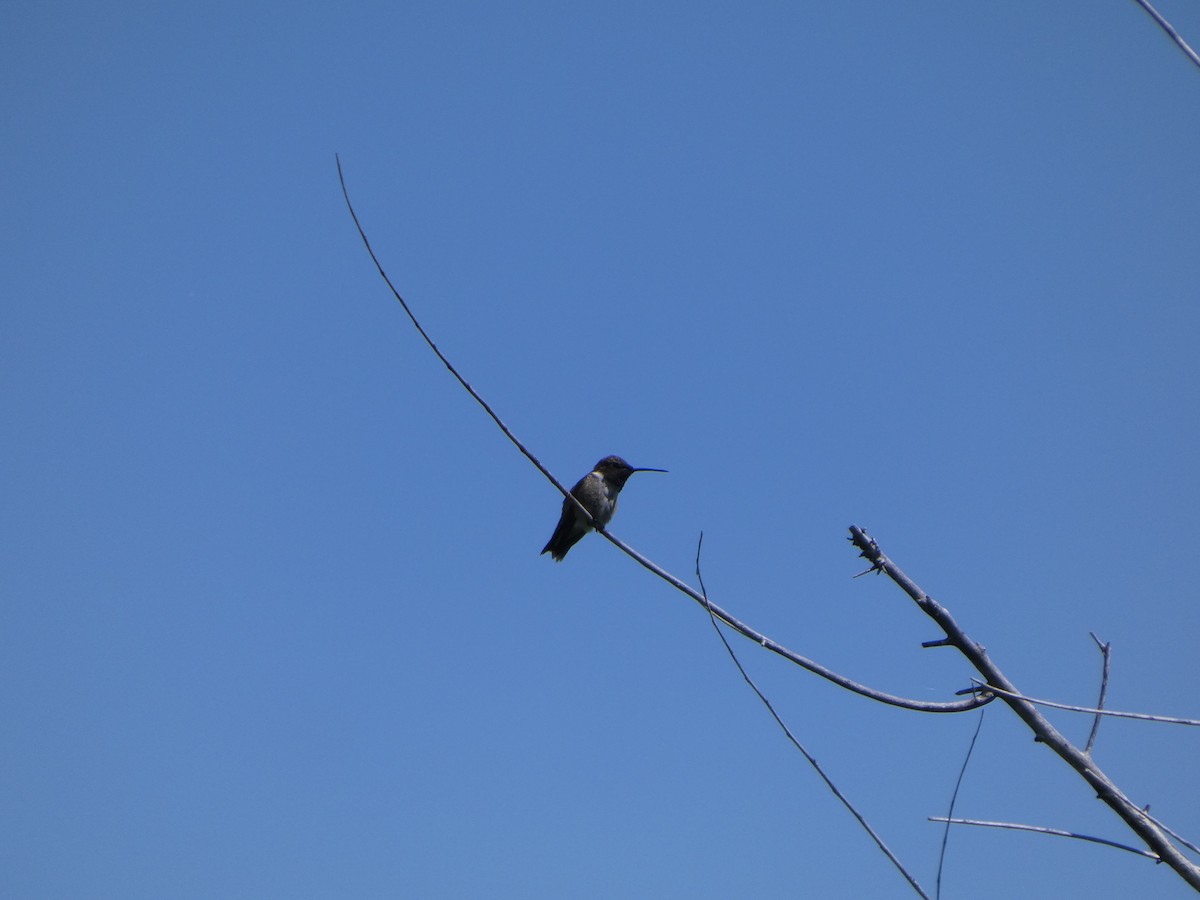 Black-chinned Hummingbird - ML635529414
