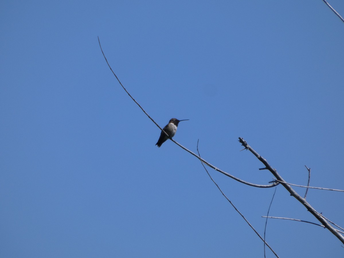 Black-chinned Hummingbird - ML635529428