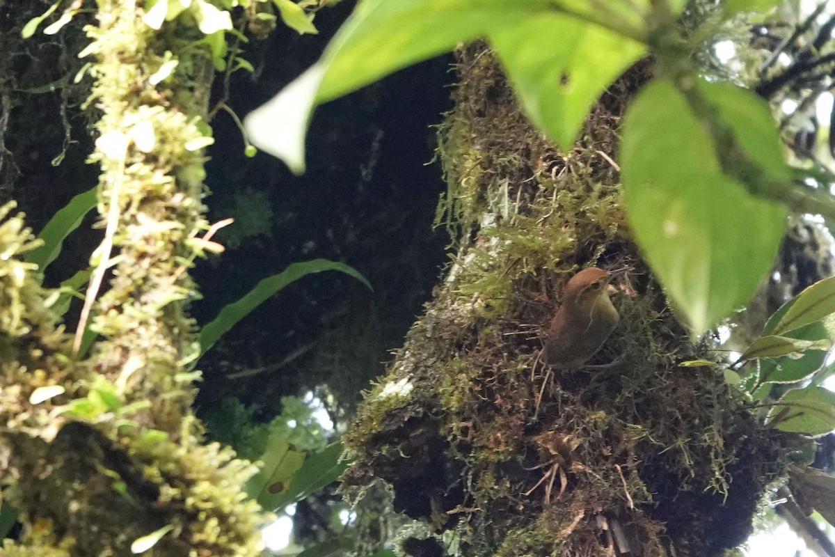 Ochraceous Wren - ML635529433