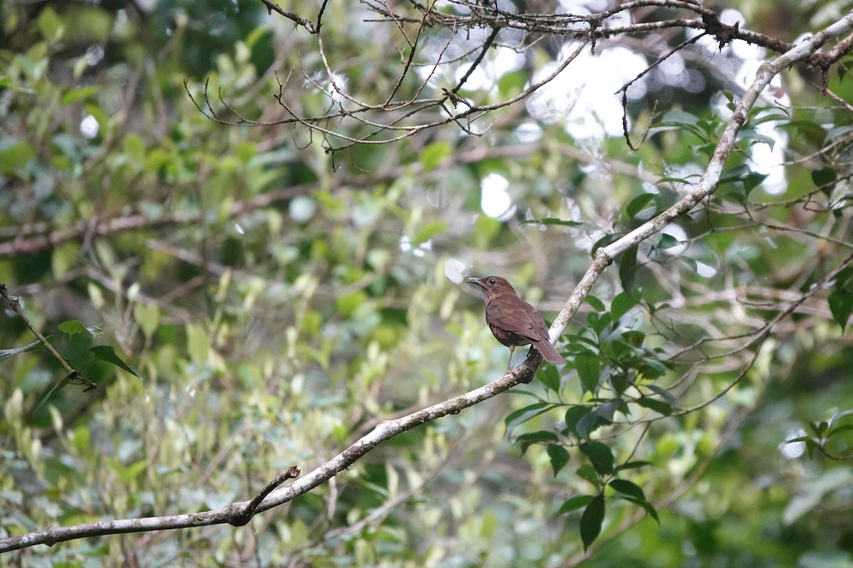 Pale-vented Thrush - ML635529476