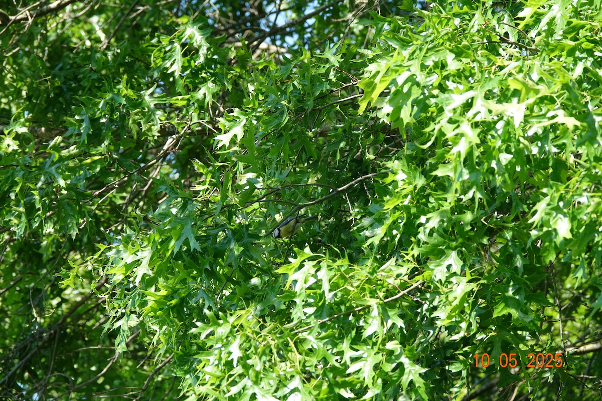 Eurasian Blue Tit - ML635529557