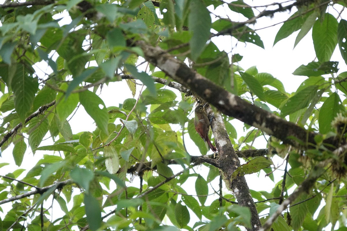 Spotted Woodcreeper - ML635529566