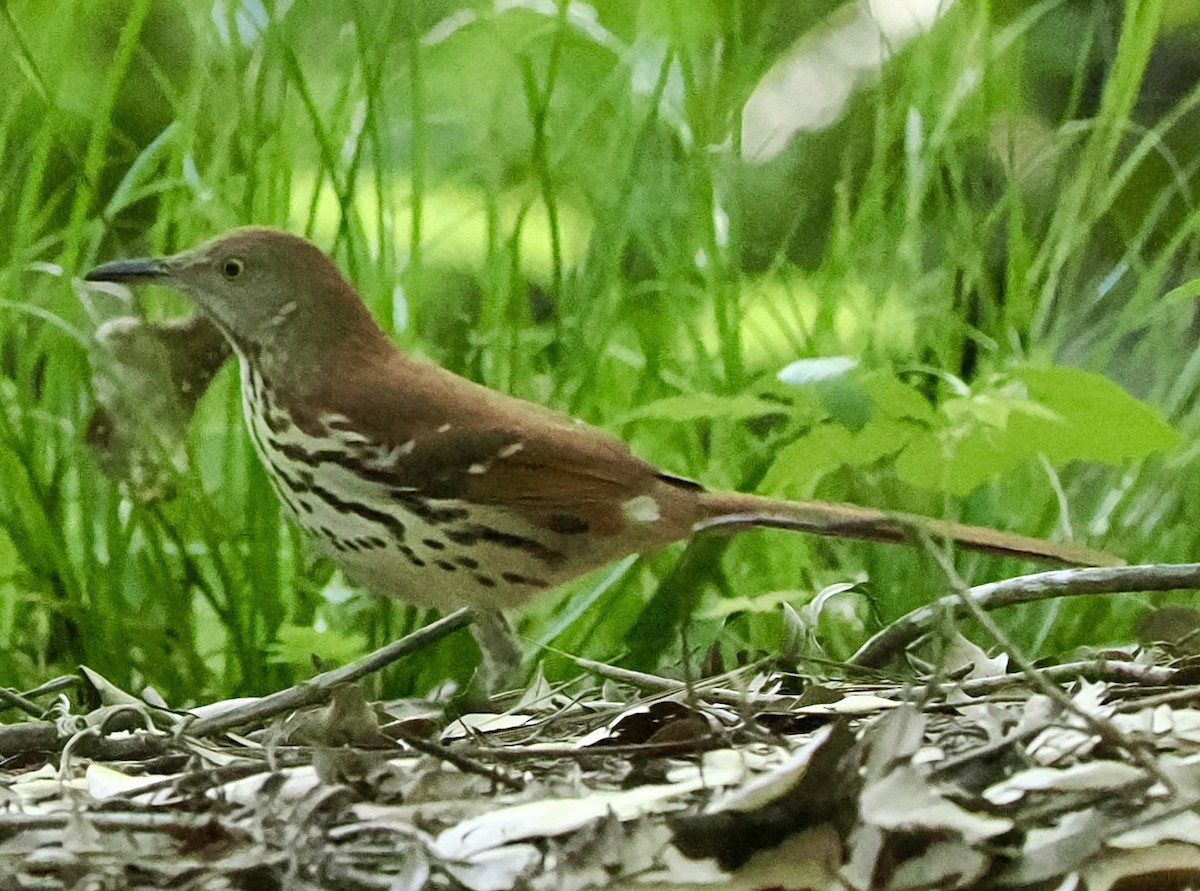 Brown Thrasher - ML635529623