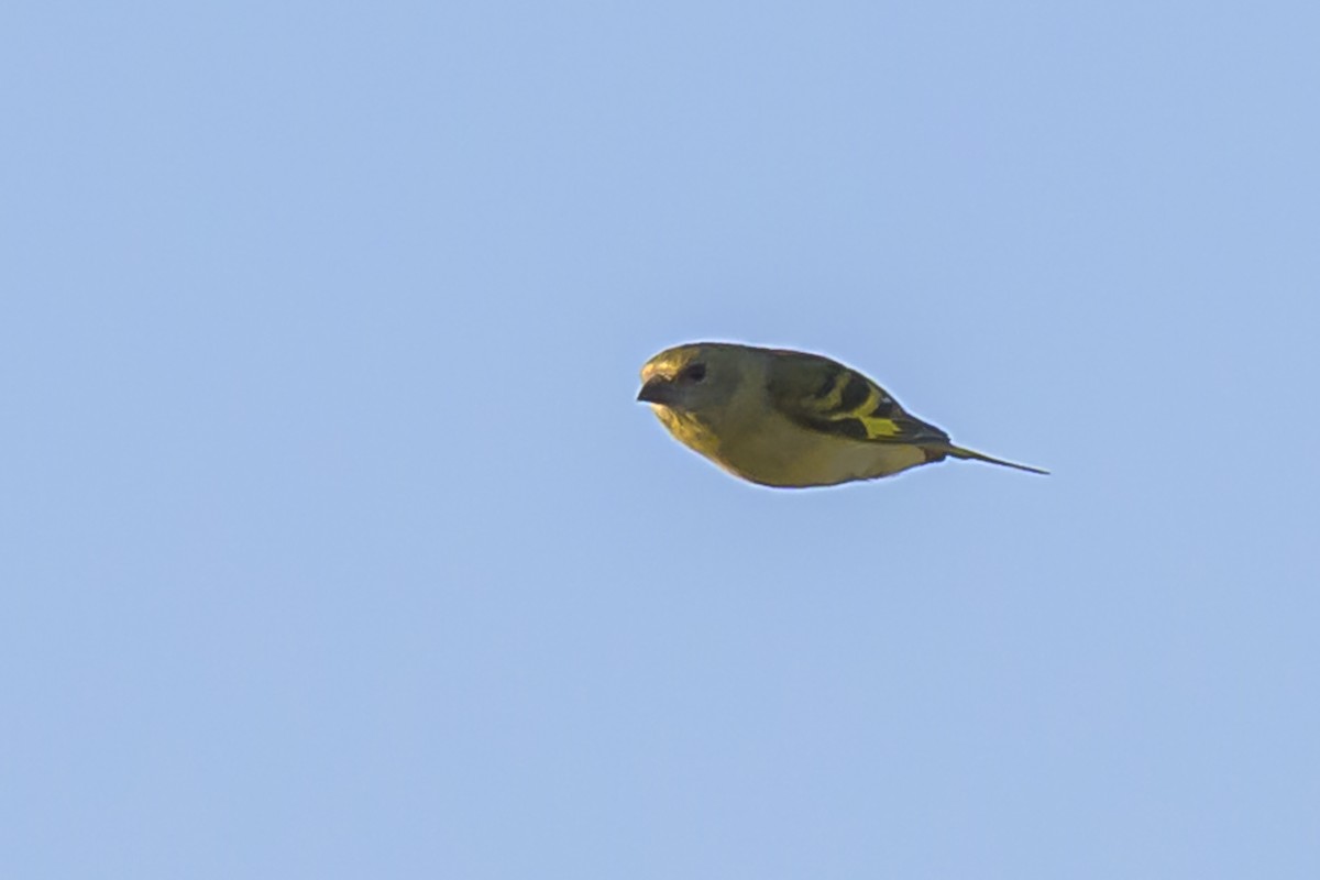 Hooded Siskin - ML635529646