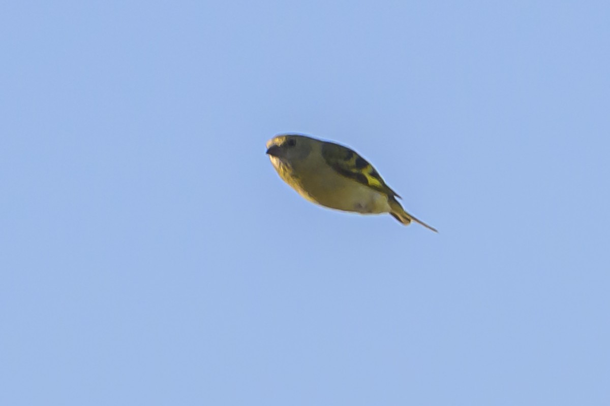 Hooded Siskin - ML635529648