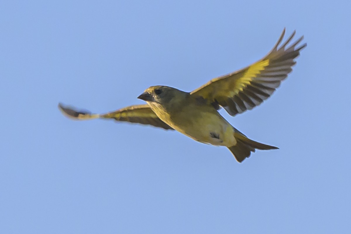 Hooded Siskin - ML635529654