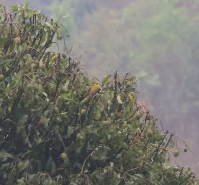 Slender-billed Oriole - ML635529688
