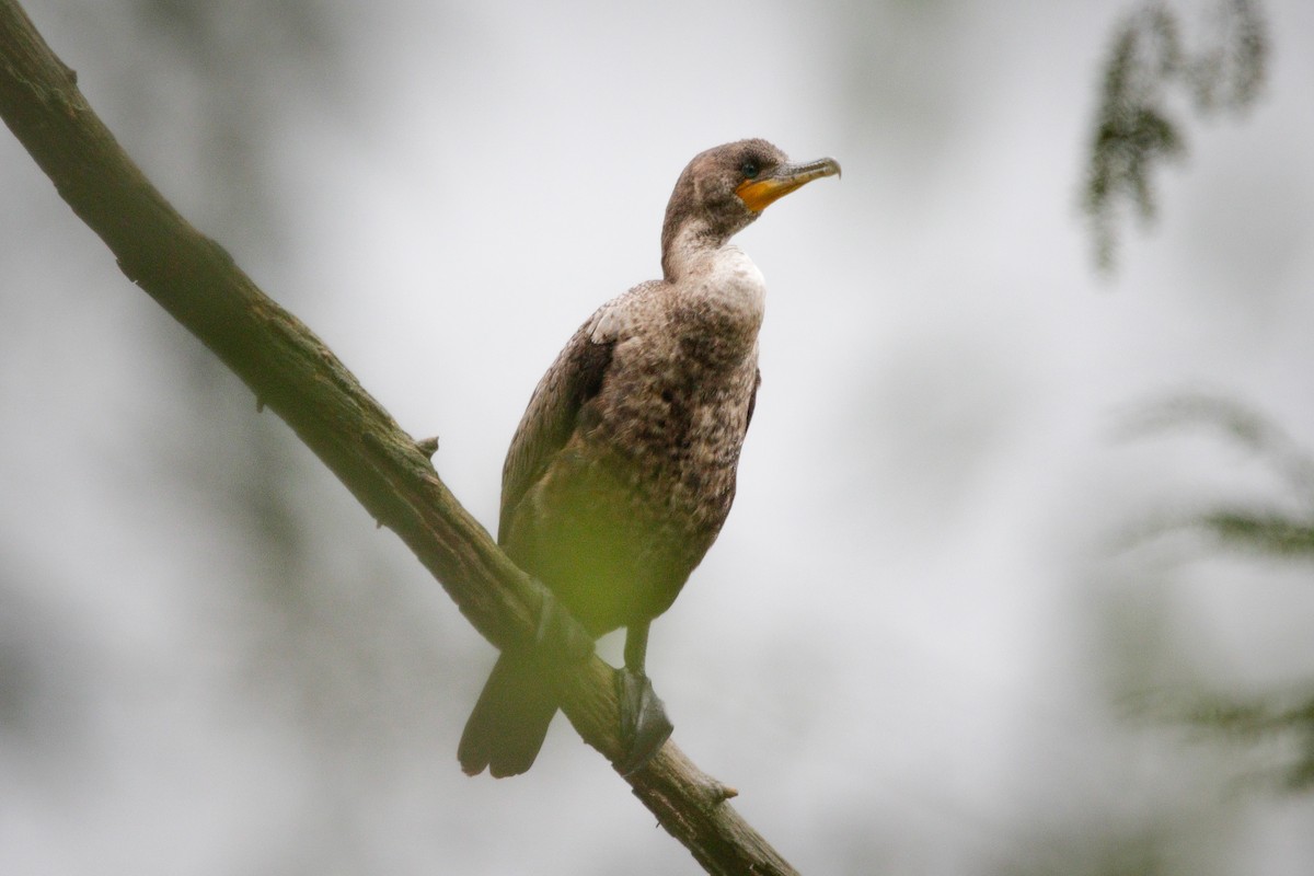 Double-crested Cormorant - ML635529702
