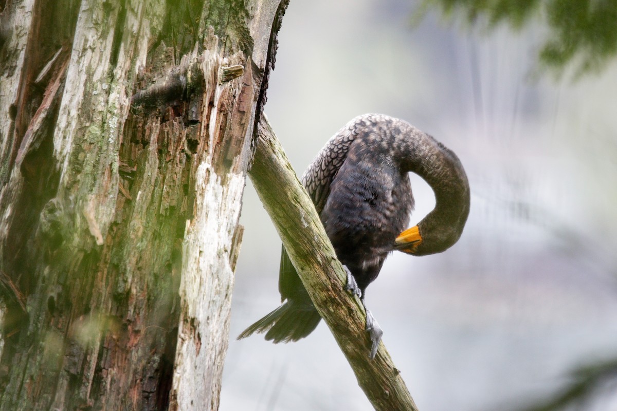 Double-crested Cormorant - ML635529703