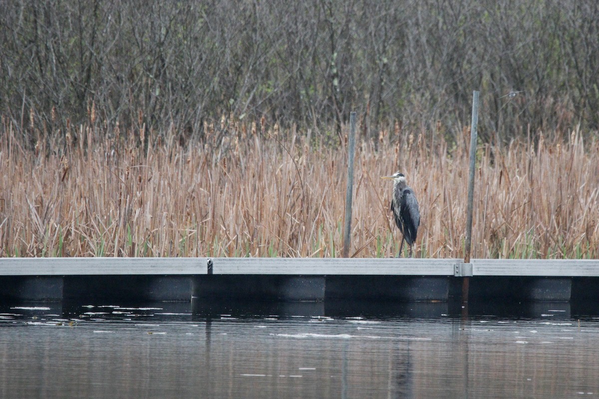 Great Blue Heron - ML635529707