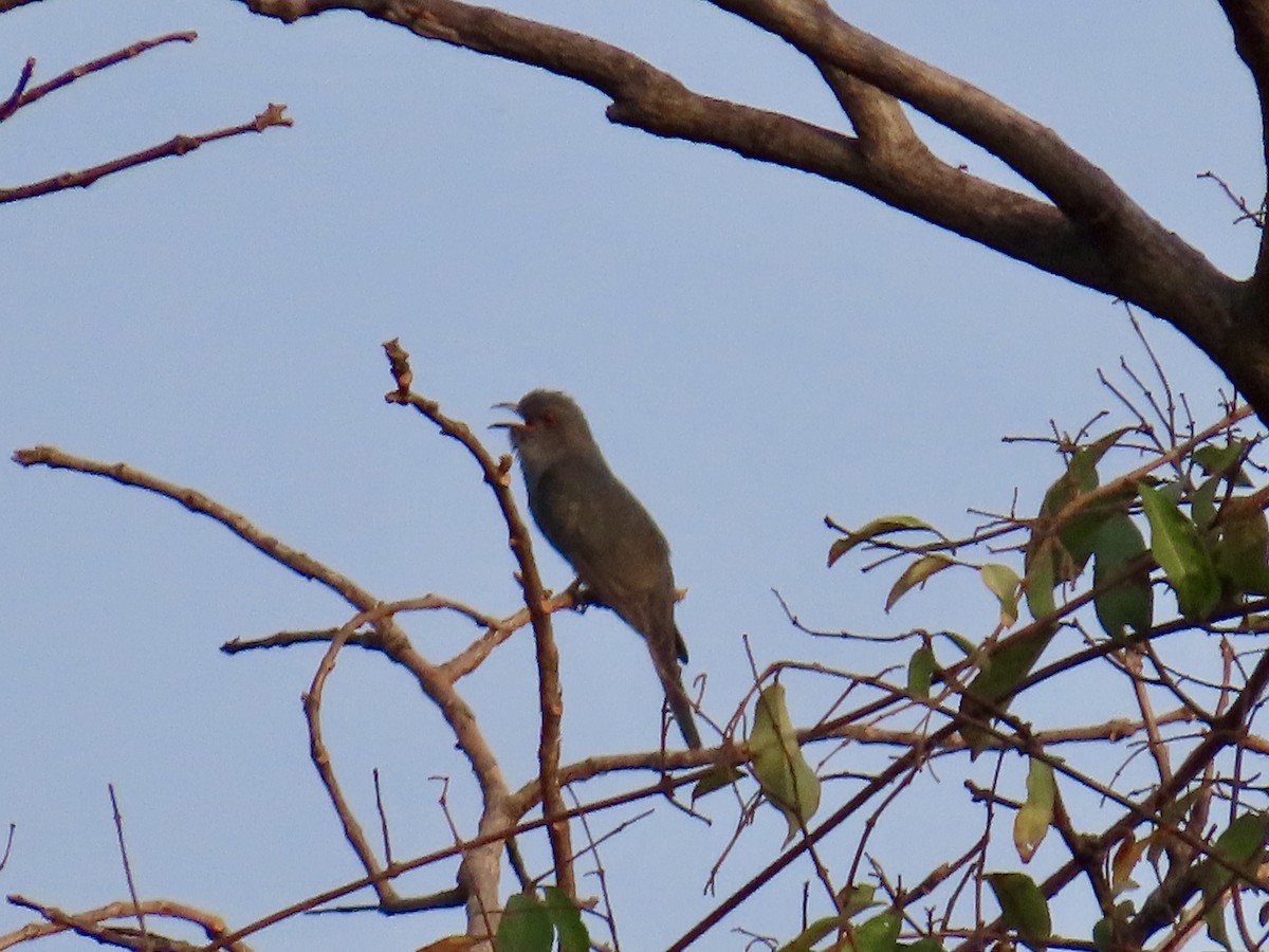 Gray-bellied Cuckoo - ML635529714