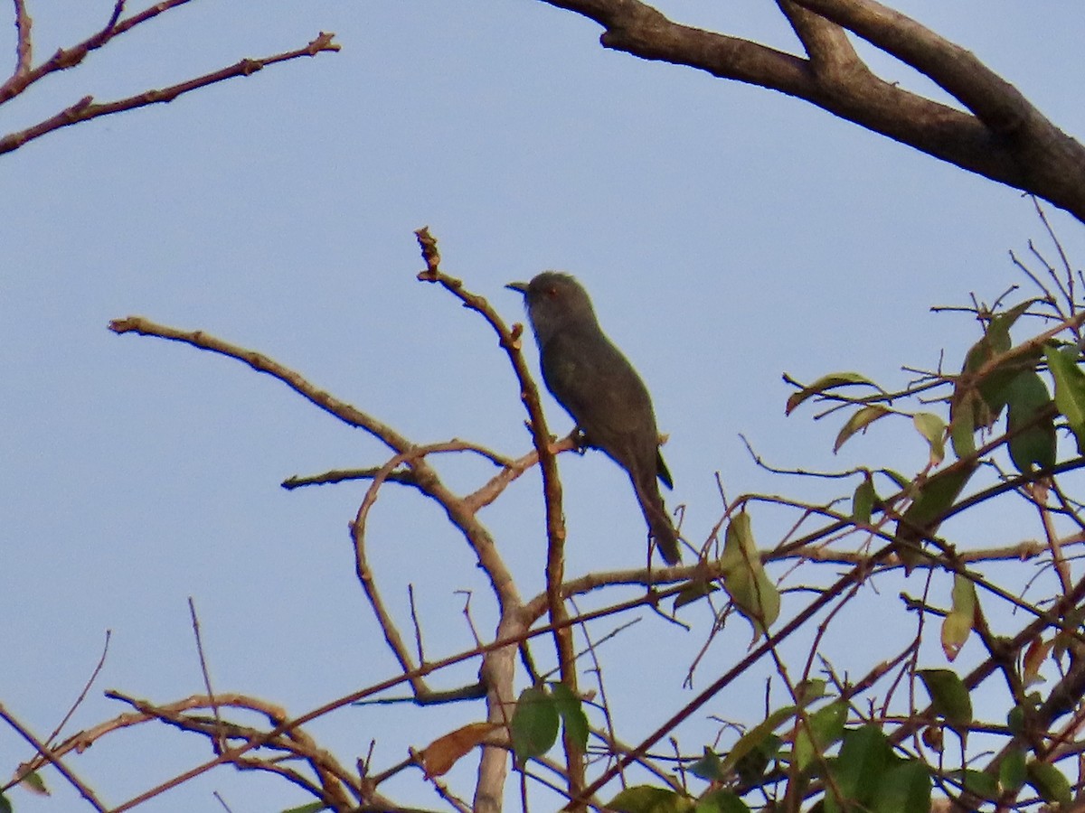 Gray-bellied Cuckoo - ML635529715