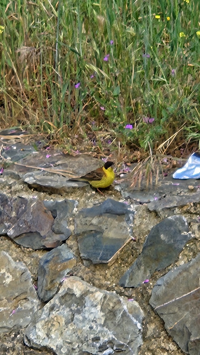 Black-headed Bunting - ML635529722