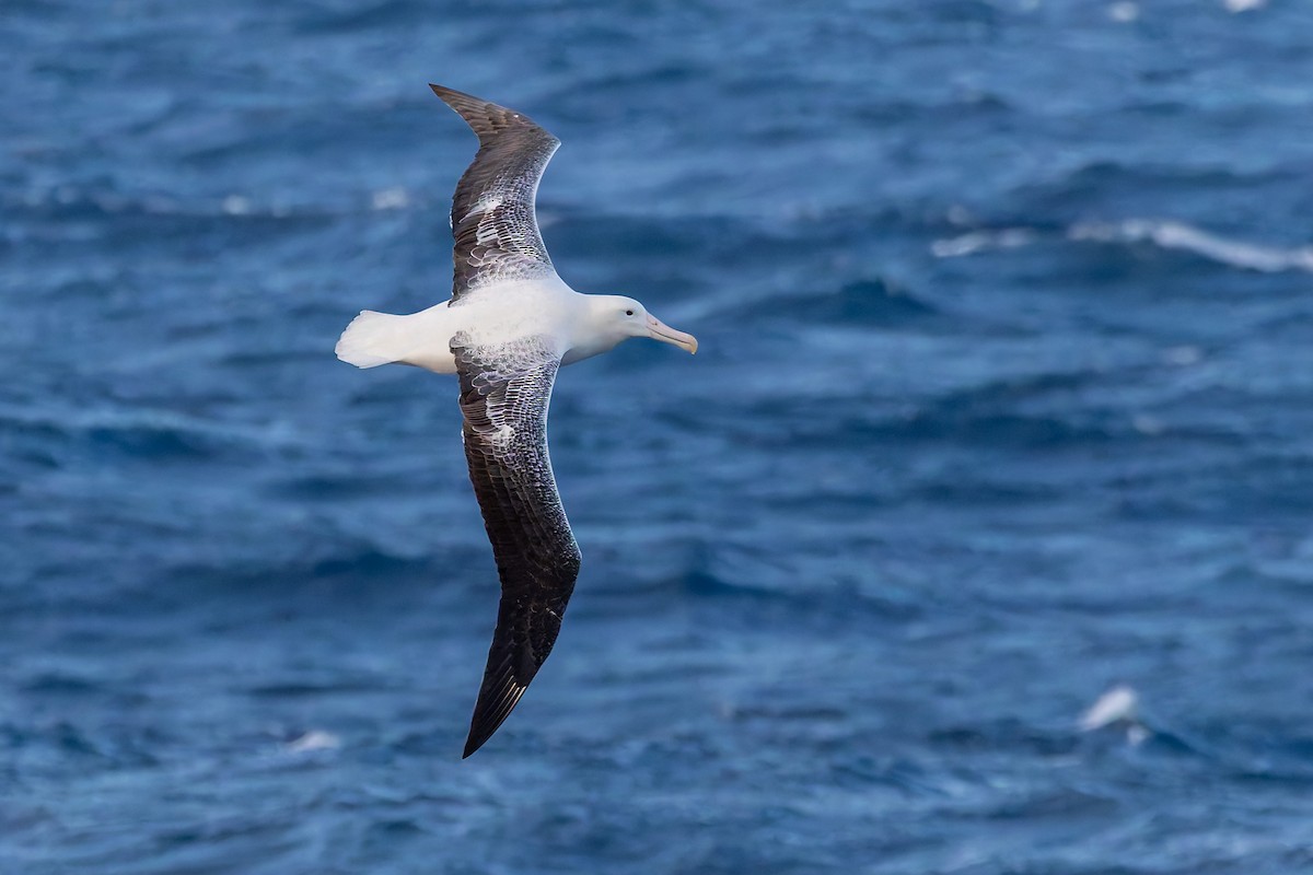 kongealbatross - ML635529804