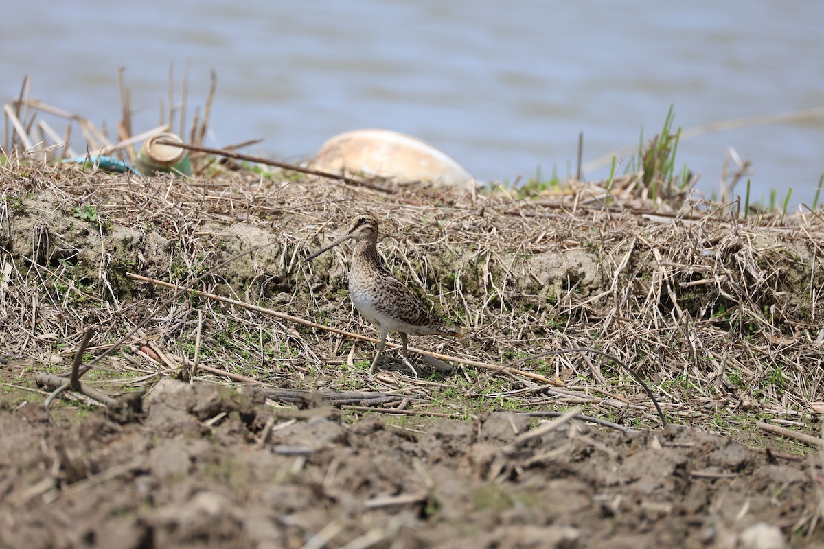 Latham's Snipe - ML635529807